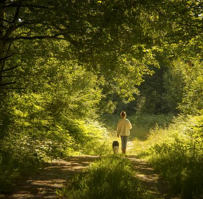 Woodland dog walking, Pearl Lake