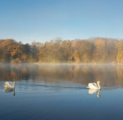 Drifting on by - the resident swans at Pearl Lake.