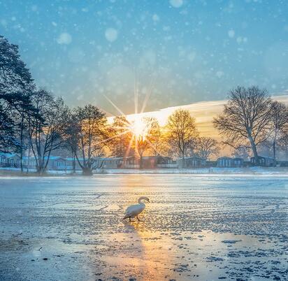 Winter blues - swan walking on ice at Pearl Lake