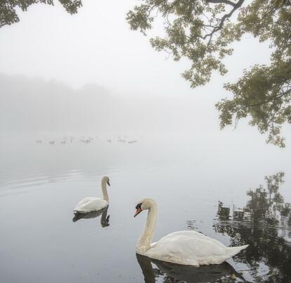 Swans at Pearl Lake photo