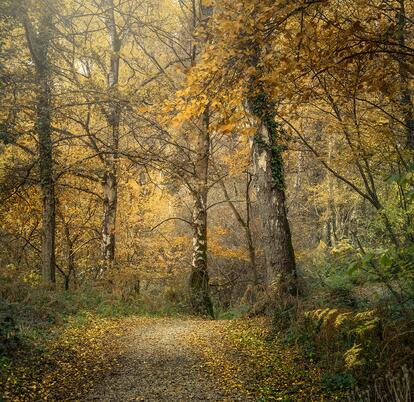 Pearl Lake woodland walk in full autumn colours photo