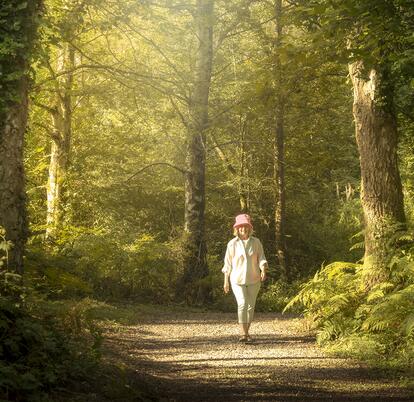 woodland walking photo