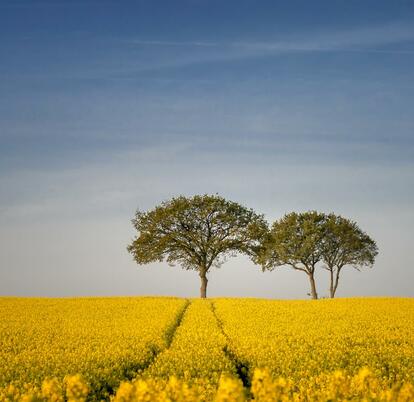 Spring rape fields near Arrow Bank photo