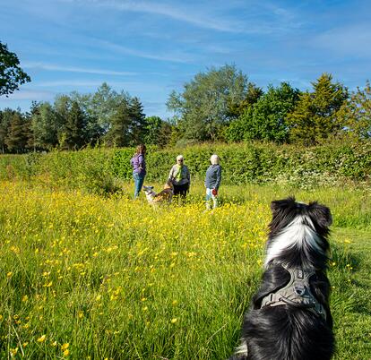 Pet friendly holiday park at Pearl Lake, herefordshire. Dog field photo