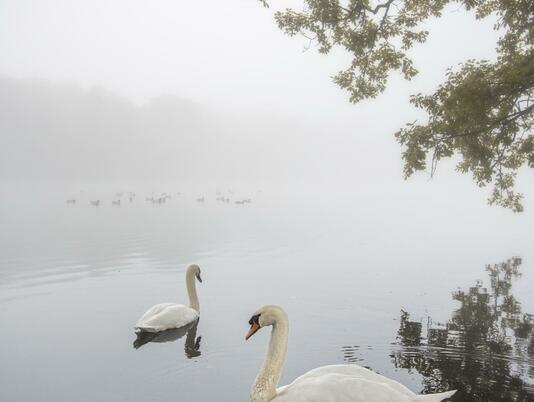 Swans at Pearl Lake photo