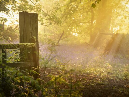 Spring woodland morning near Pearl Lake and Arrow Bank photo