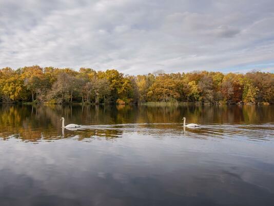 Calm autumn morning at Pearl Lake