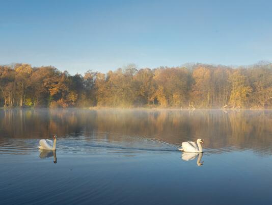 Drifting on by - the resident swans at Pearl Lake.