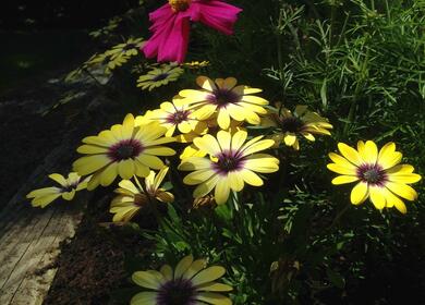 Flowers at Arrow Bank Country Holiday Park